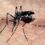 aedes_dengue_zika