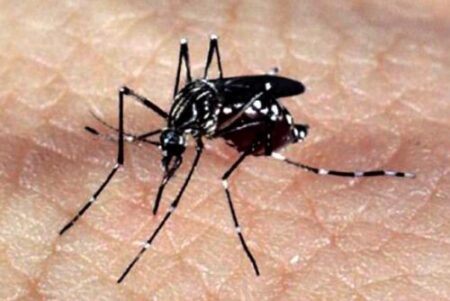 Nova estratégia de monitoramento para controlar proliferação do Aedes aegypti será implantada na cidade de Goiás