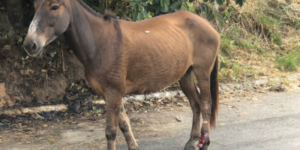 cavalo