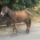 cavalo