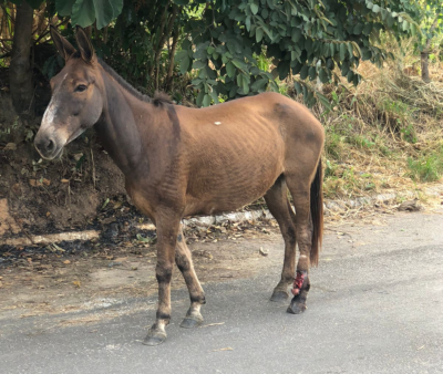 Moradores do Papyrus denunciam caso de maus-tratos a animais