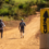 cora