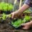 Farmer planting young seedlings of lettuce salad in the vegetable garden