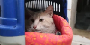 vac_abr_1201220036_(1)